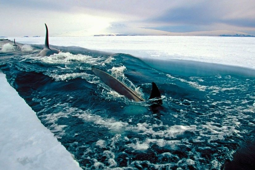 sea, Ice, Antarctica, Fish, Nature, Landscape, Orca Wallpapers HD / Desktop  and Mobile Backgrounds
