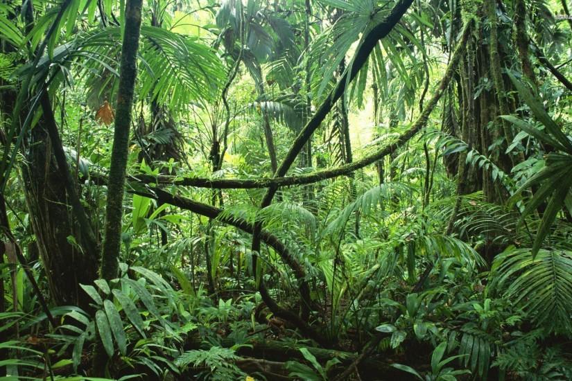 Jungle rainforest