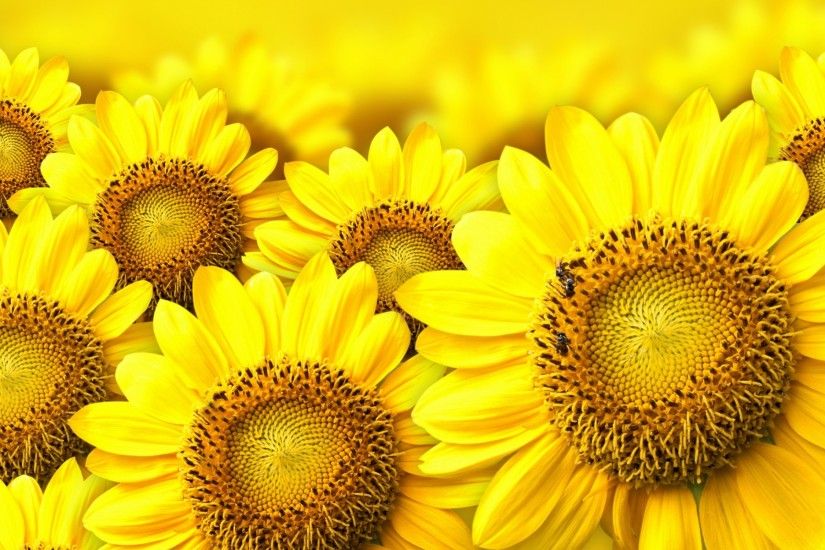 Yellow Sunflower Wallpapers (34 Wallpapers)