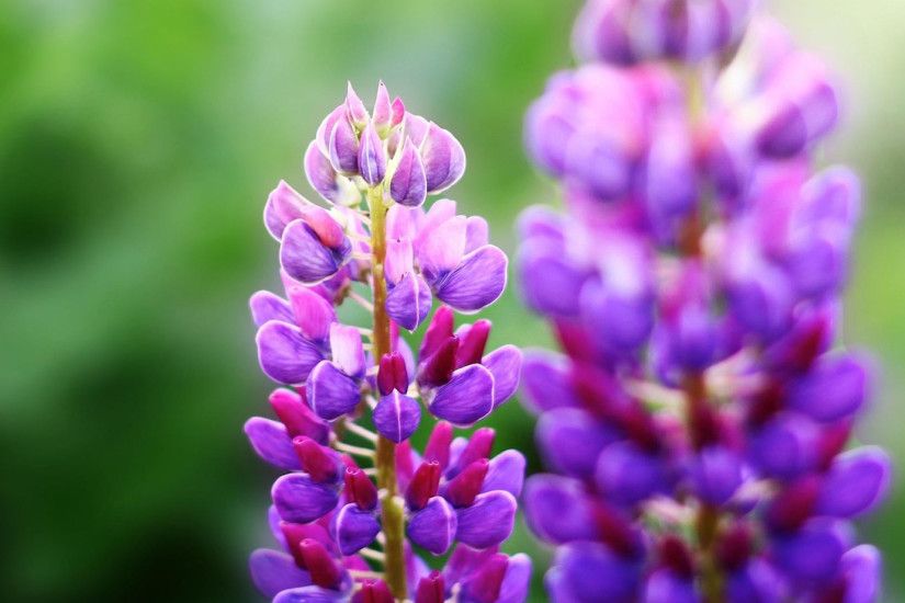 Purple Flowers Nature Plant / HD iPad Wallpapers