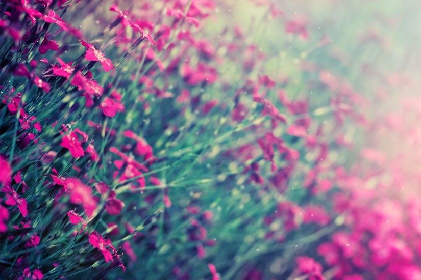 Images-Photos-Pink-Wallpapers-Color-001