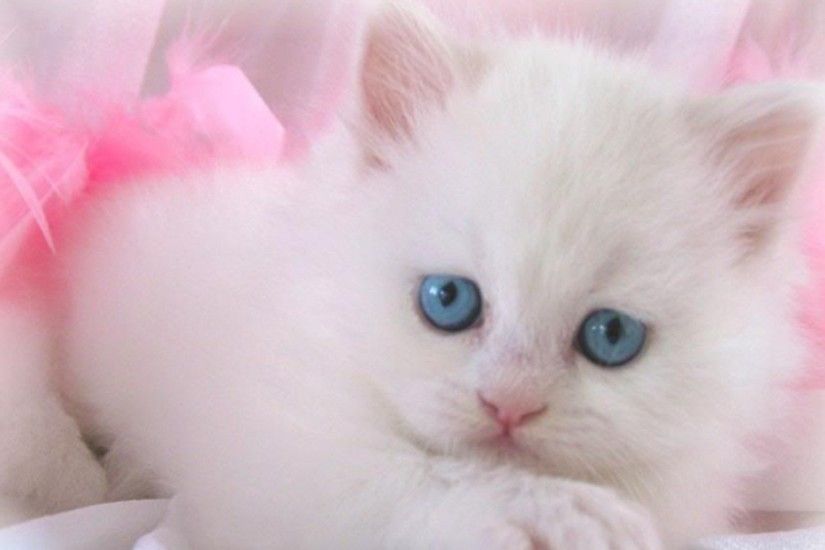 Cute White Cat 805317