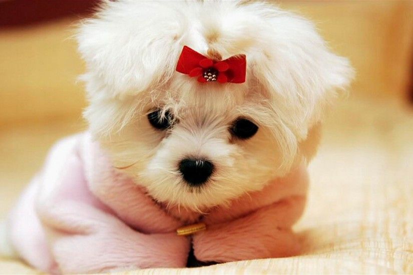 Cute-Baby-Animal-Wallpapers-Dog