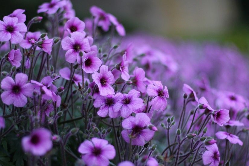 Beautiful purple flowers petals images free