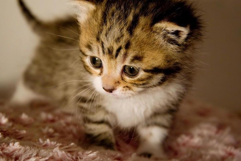 Cute Kitten Wallpapers - Full HD wallpaper search - page 7