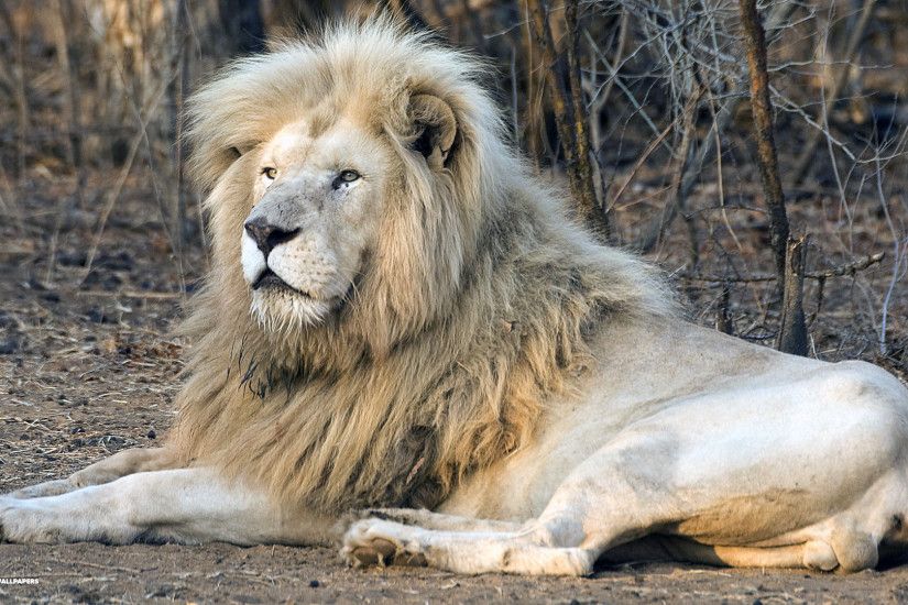 White Lion Images Wallpapers (56 Wallpapers)