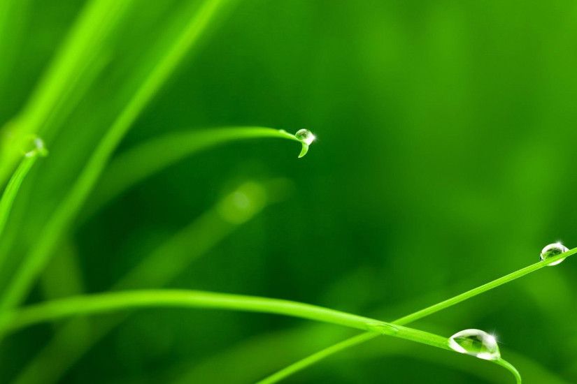 hd pics photos best macro green leaves single water drop nature beautiful  attractive hd quality desktop