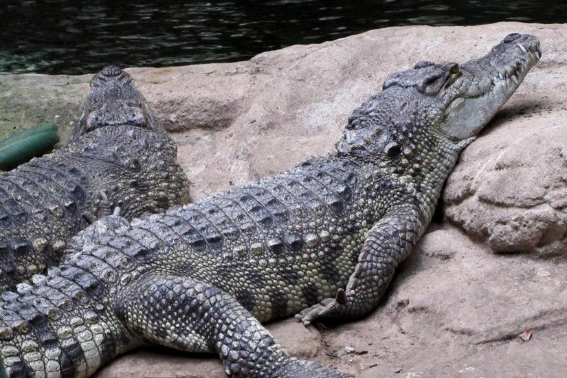 Animal - Alligator Wallpaper