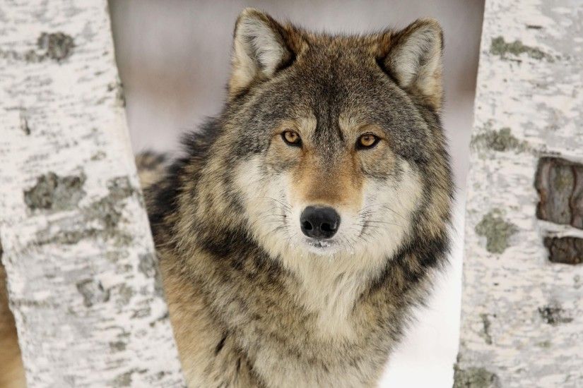 Wolves | WÃ¶lfe Bilder ---- Wolves images | Pinterest | Wolf images, Wolf  and Gray wolf