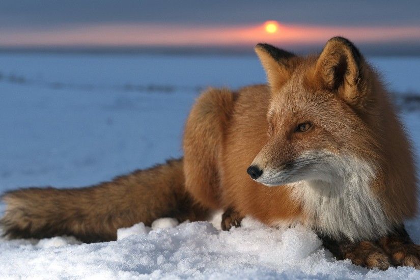 Fox Wallpaper with Snow Background
