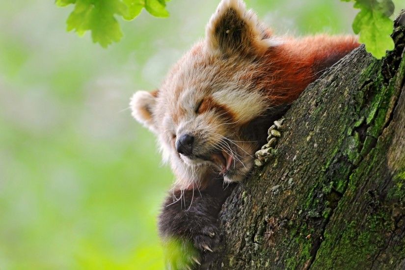 1920x1080 Wallpaper red panda, tree, yawn, hide