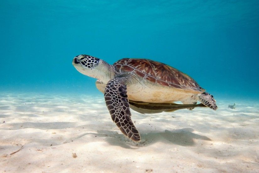 Turtle-Wallpapers-for-Widescreen