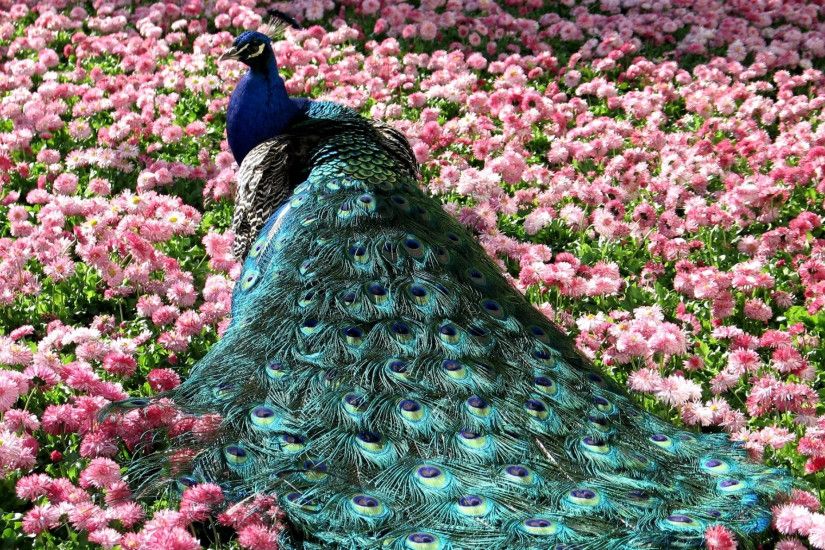 3840x2160 Wallpaper peacock, tail, beautiful, grass, flowers