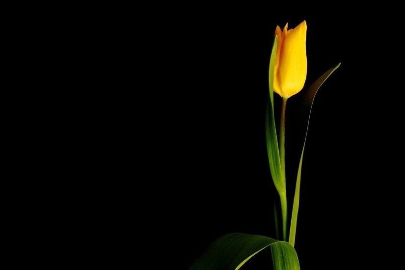 Single yellow tulip wallpaper - Flower wallpapers - #