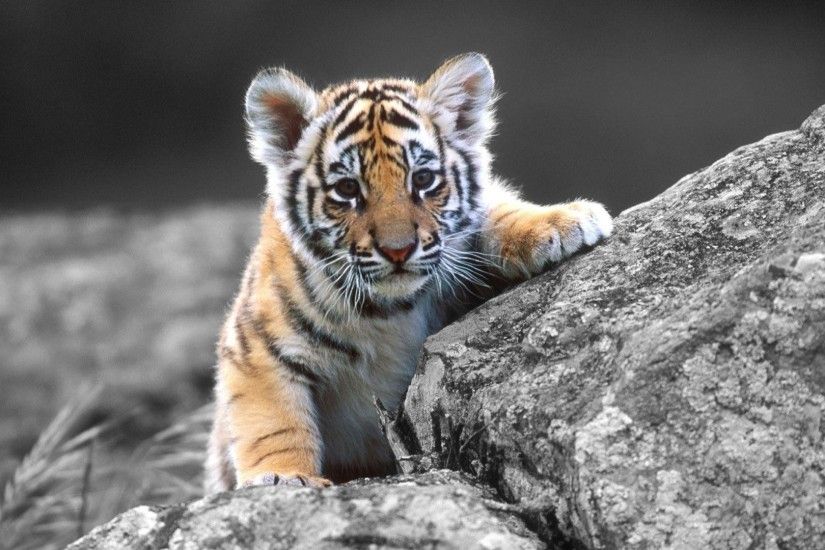 Cute Baby Tigers Wallpapers Hd Desktop 10 HD Wallpapers