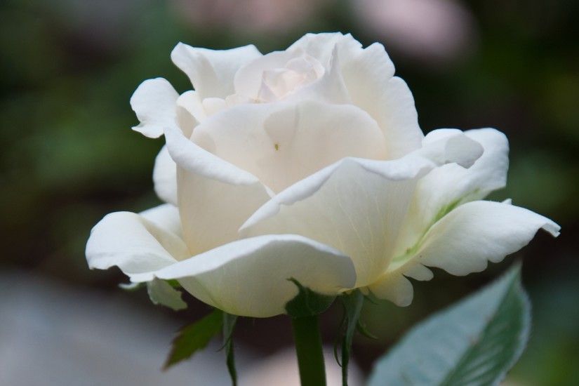 3840x2160 Flower, White, Rose
