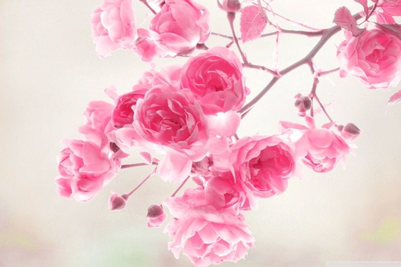 Pink Rose Wallpaper For Desktop, Pink Rose Backgrounds