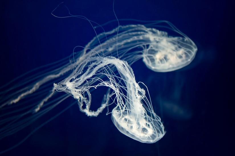 Jellyfish Wallpapers | HD Wallpapers Early