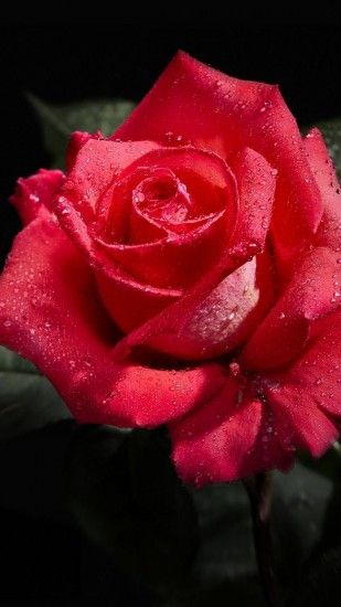 rose, flower, bud, drop, freshness, black background