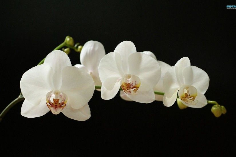 White Orchid wallpaper - Flower wallpapers - #