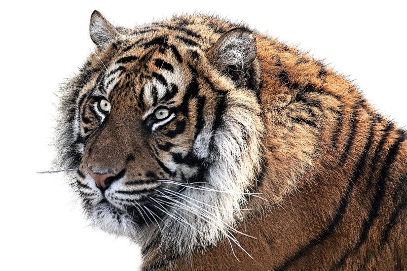 Tiger White Background Image