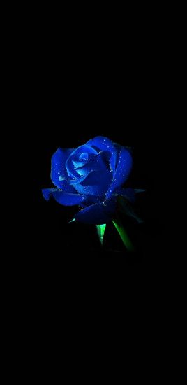 Blue Rose Black Background Galaxy Note 8 Wallpaper