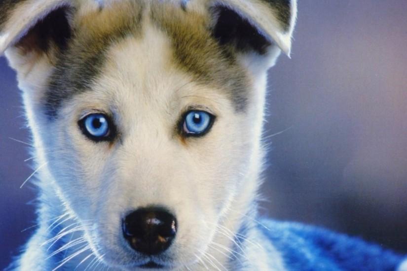 Preview wallpaper husky, puppy, blue-eyed, baby 1920x1080