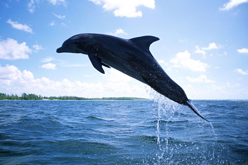 Animal Wallpaper HD - Dolphin Jumping in dimmed light - background picture  for mobile and desktop