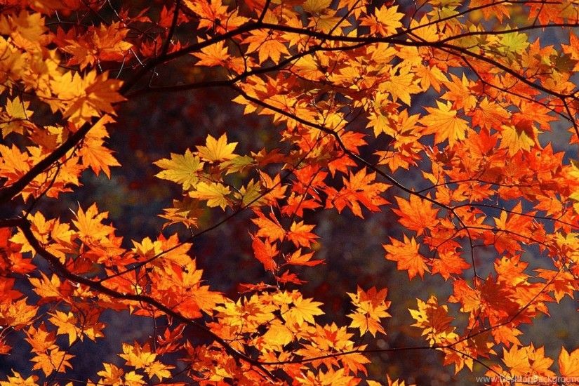 Autumn Leaves Wallpapers High Quality