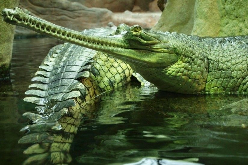images about Crocodiles on Pinterest Sketchbooks, How to 1920Ã1200  Crocodile Wallpapers (47