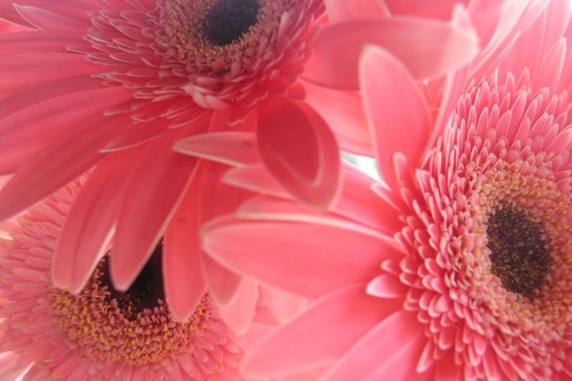 2560x1600 2560x1600 Pink Flower Backgrounds | wallpaper, wallpaper hd, background  desktop