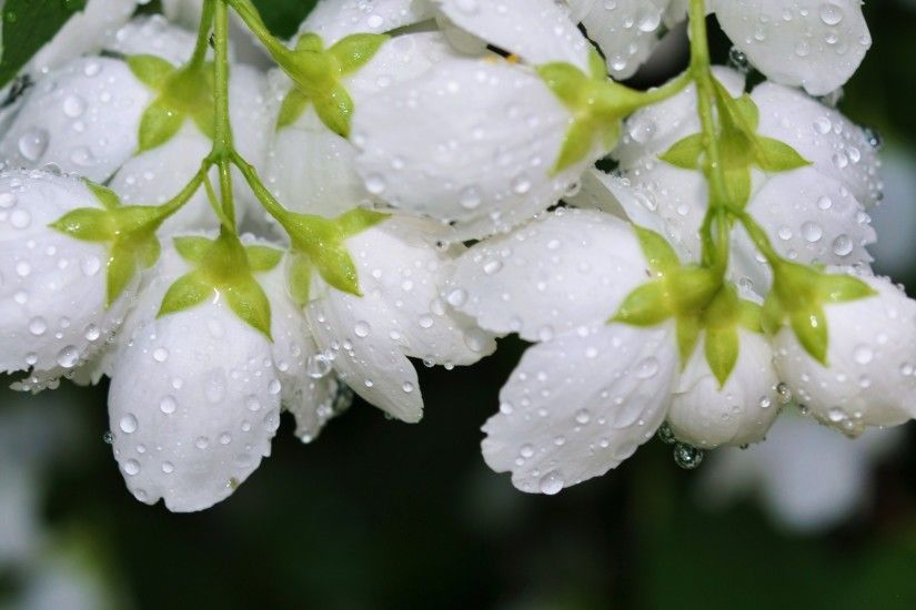 Water Drop On White Flower wallpaper