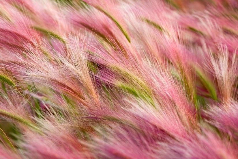 Pretty Pink Foxtail Barley Fhd Wallpaper
