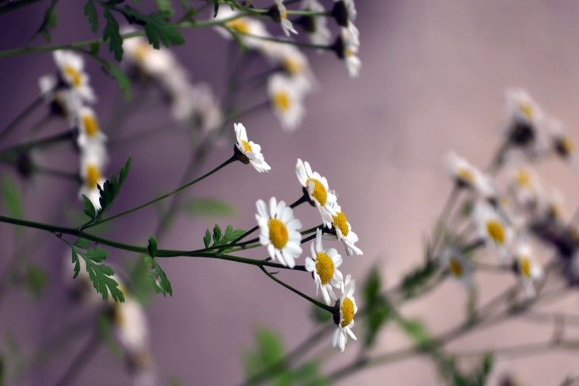 Download now full hd wallpaper daisy stalk blurry background ...