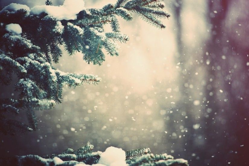 Landscapes nature winter snow trees pine branches | HD Wallpapers