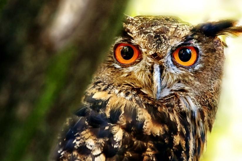 Animal - Great Horned Owl Wallpaper