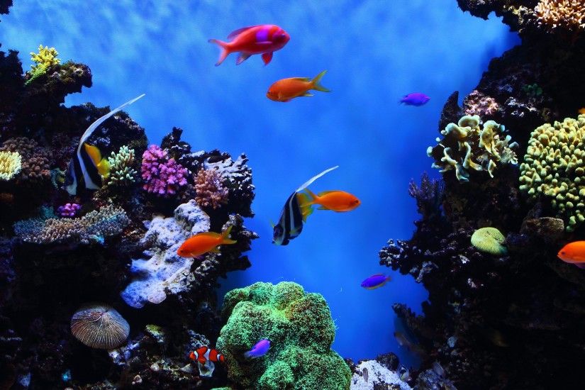 Tropical Underwater World HD desktop wallpaper High Definition .