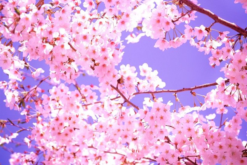 cherry-blossom-flowers-2