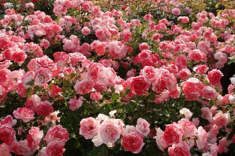 Flowers Garden Flower Mood Nature Pink Beautiful Rose Great Free Animated  Wallpapers For Mobile