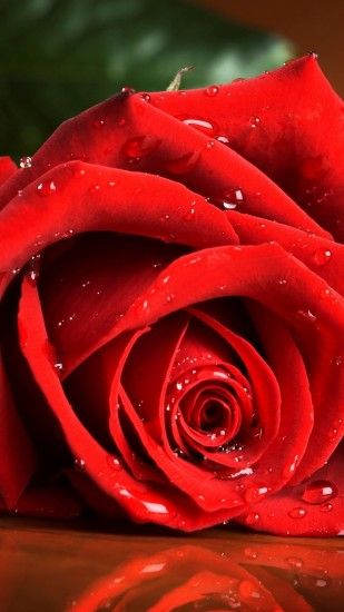 1440x2560 Wallpaper red rose, drops, rose