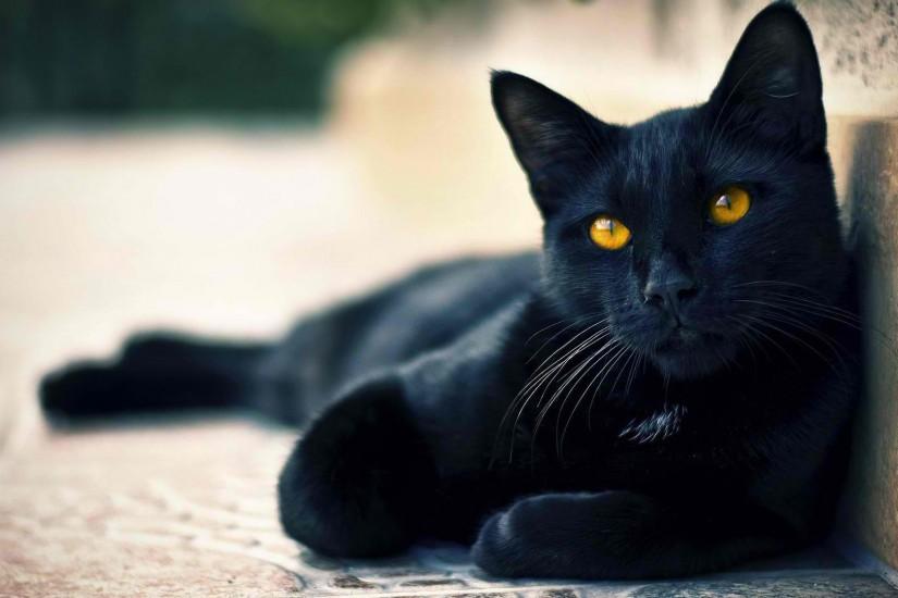 black-cat-wide-hd-wallpaper-downlaod-black-cat-