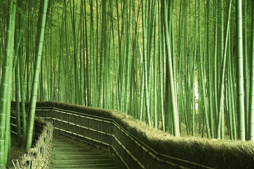 bamboo wallpaper 1920x1200 for android