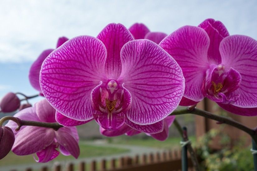 Branch Blooming Sky Pink Orchid Flower Wallpaper Hd Widescreen