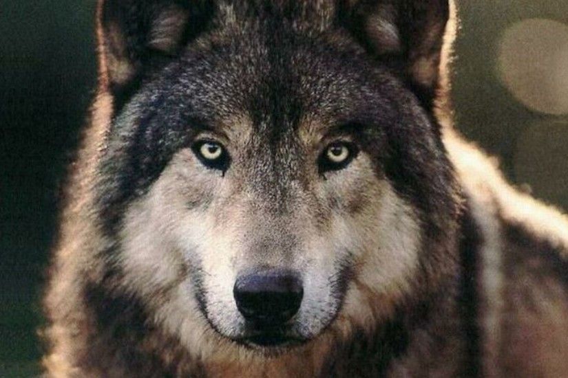 Black Wolf Wallpapers High Quality Download Free
