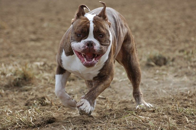 80 best images about Pitbulls on Pinterest | To find out, Pit bull .