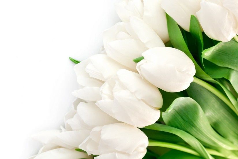 ... White Tulips Black Background Wallpaper | ìëí´ ë³¼ íë¡ì í¸ .