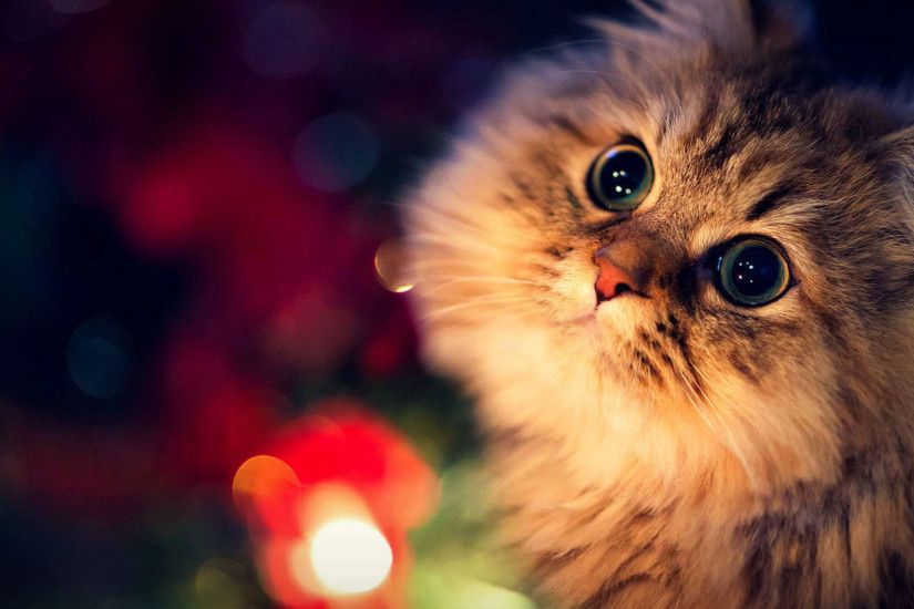 hd pics photos stunning cute cat christmas lights beautiful hd quality  desktop background wallpaper