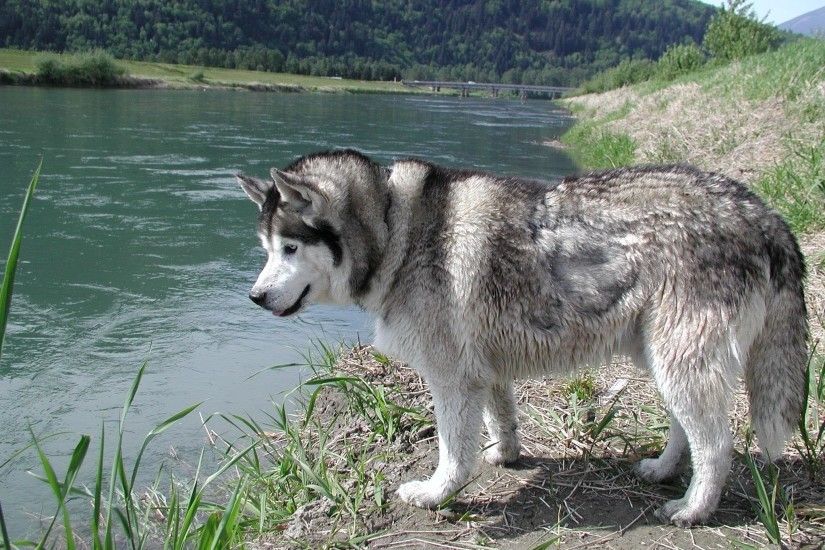 Siberian Husky dog at the bank photo