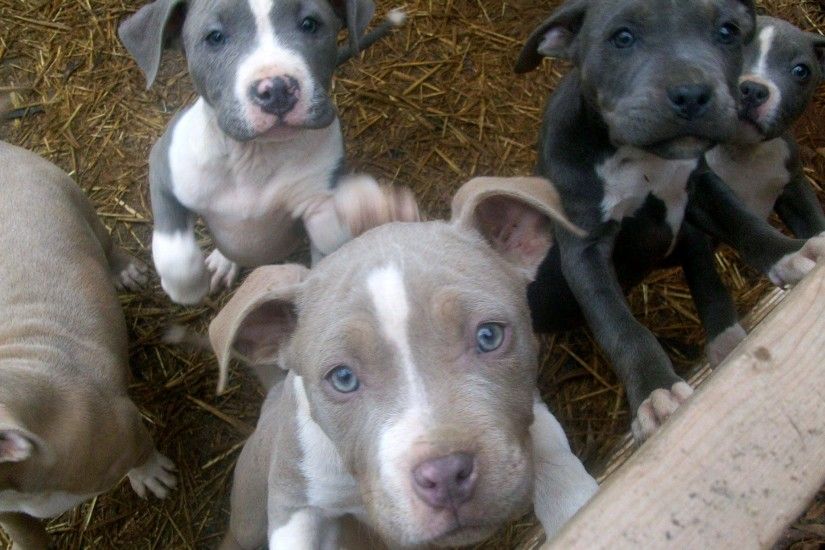 Cute Pitbull Puppies - wallpaper.