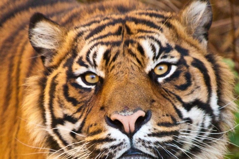 3840x2160 Wallpaper tiger, face, eyes, predator